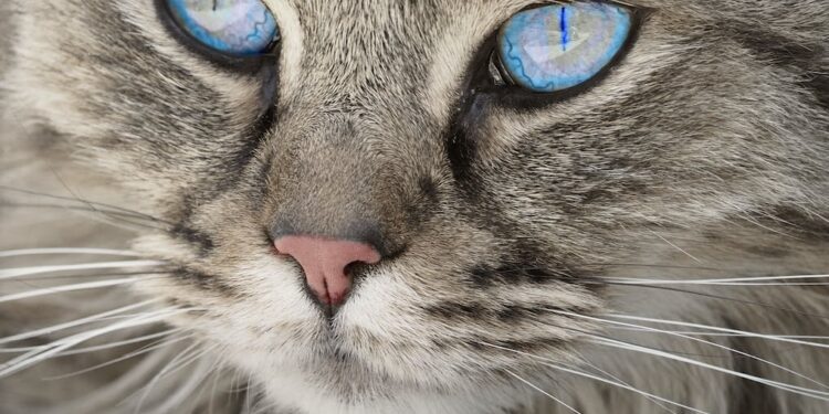 Katze und Hund: Augen reinigen