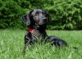 Warum fressen Hunde Gras?
