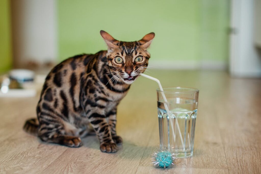 Katze trinkt nicht