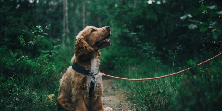 Zoophile Dermatomykose: Eine seltene Pilzinfektion bei Tieren und Menschen