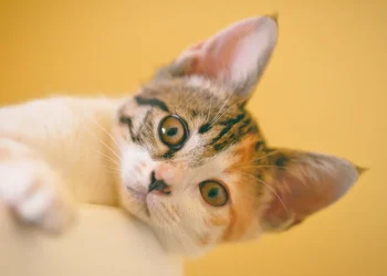 Wie sehen Katzen die Welt?