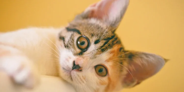 Wie sehen Katzen die Welt?