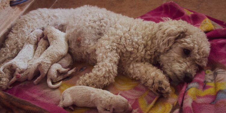 Wie lange ist eine Hündin schwanger