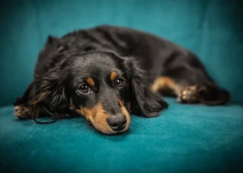 Allergie beim Hund - Erste Anzeichen
