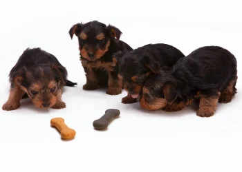 Wie lange dauert die Läufigkeit bei Hunden?