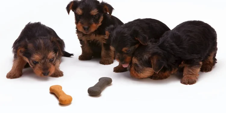 Wie lange dauert die Läufigkeit bei Hunden?