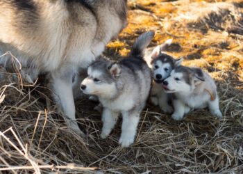 Wann ist ein Hund ausgewachsen?