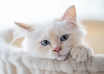 Warum schnurren Katzen?