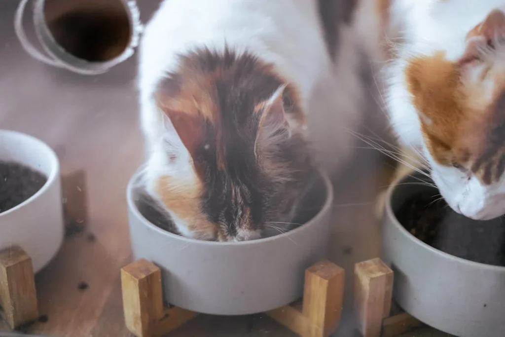 Katze ist ständig hungrig