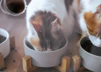 Katze ist ständig hungrig