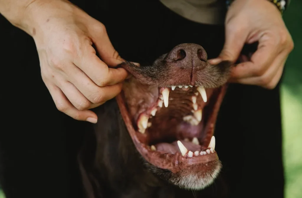 Wie viele Zähne hat ein Hund?