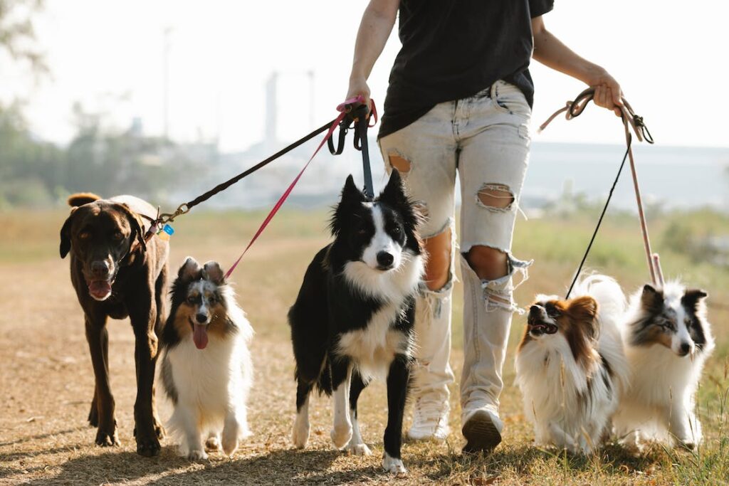 Hund in das Familienrudel eingliedern