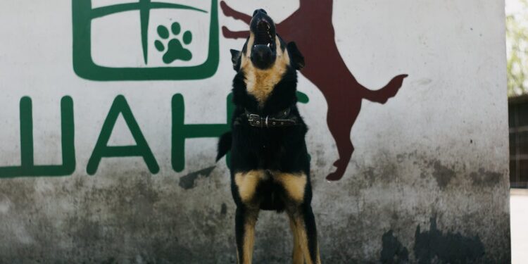 Hundegebell - Eine natürliche Ausdrucksform der Hunde