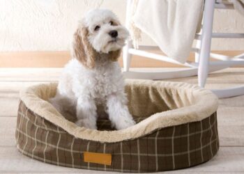 Wie sollte der ideale Schlafplatz für den Hund aussehen?