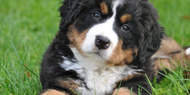 Hund richtig streicheln: ein kleiner Ratgeber