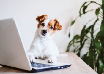 Jack Russell Terrier: Eine lebhafte Hunderasse