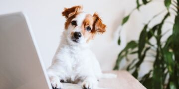 Jack Russell Terrier: Eine lebhafte Hunderasse