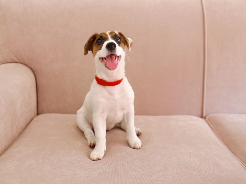 Jack Russell Terrier: Eine lebhafte Hunderasse