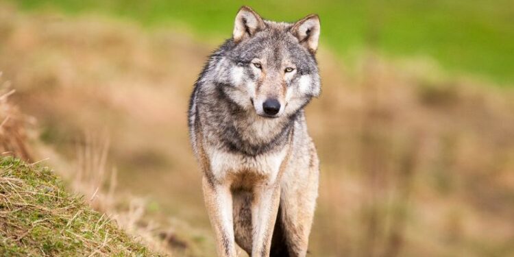 Aktuelle Zahlen und Daten zum Wolf: Bundesweit 184 Rudel bestätigt