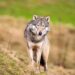 Aktuelle Zahlen und Daten zum Wolf: Bundesweit 184 Rudel bestätigt