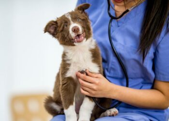 Was sind die häufigsten Hundekrankheiten?