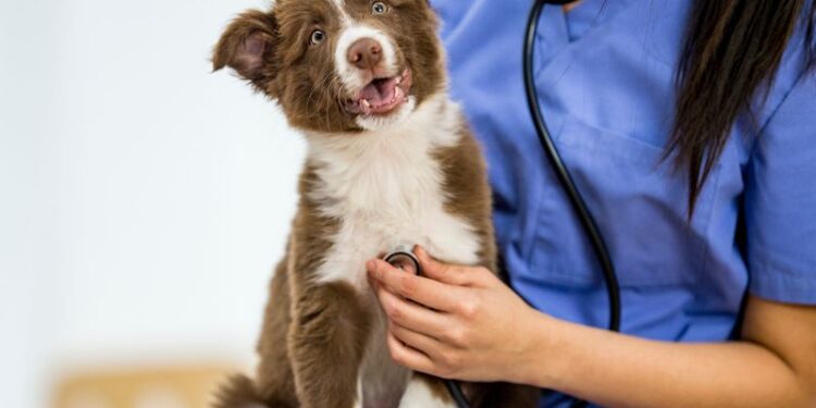 Was sind die häufigsten Hundekrankheiten?