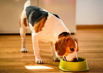 Welche Nährstoffe braucht mein Hund?