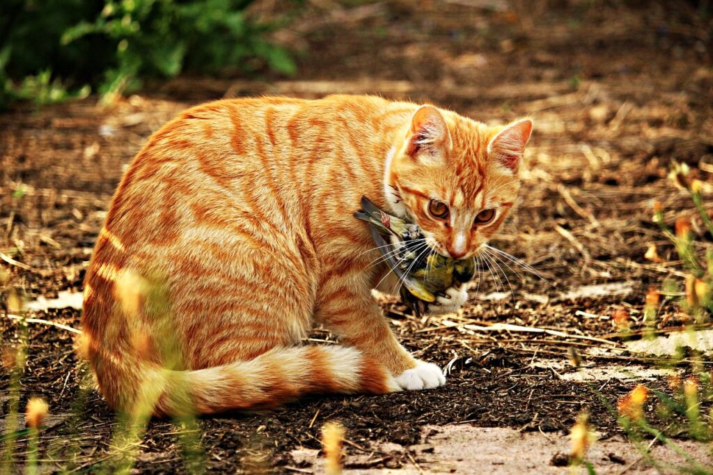 LAVES untersucht mögliche Übertragung des Vogelgrippe-Virus auf Katzen - Niedersächsisches Projekt verfolgt Verbreitung des Erregers bei Säugetieren