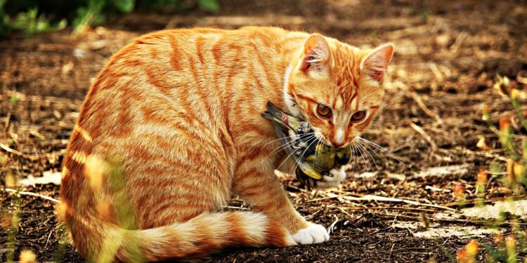 LAVES untersucht mögliche Übertragung des Vogelgrippe-Virus auf Katzen - Niedersächsisches Projekt verfolgt Verbreitung des Erregers bei Säugetieren