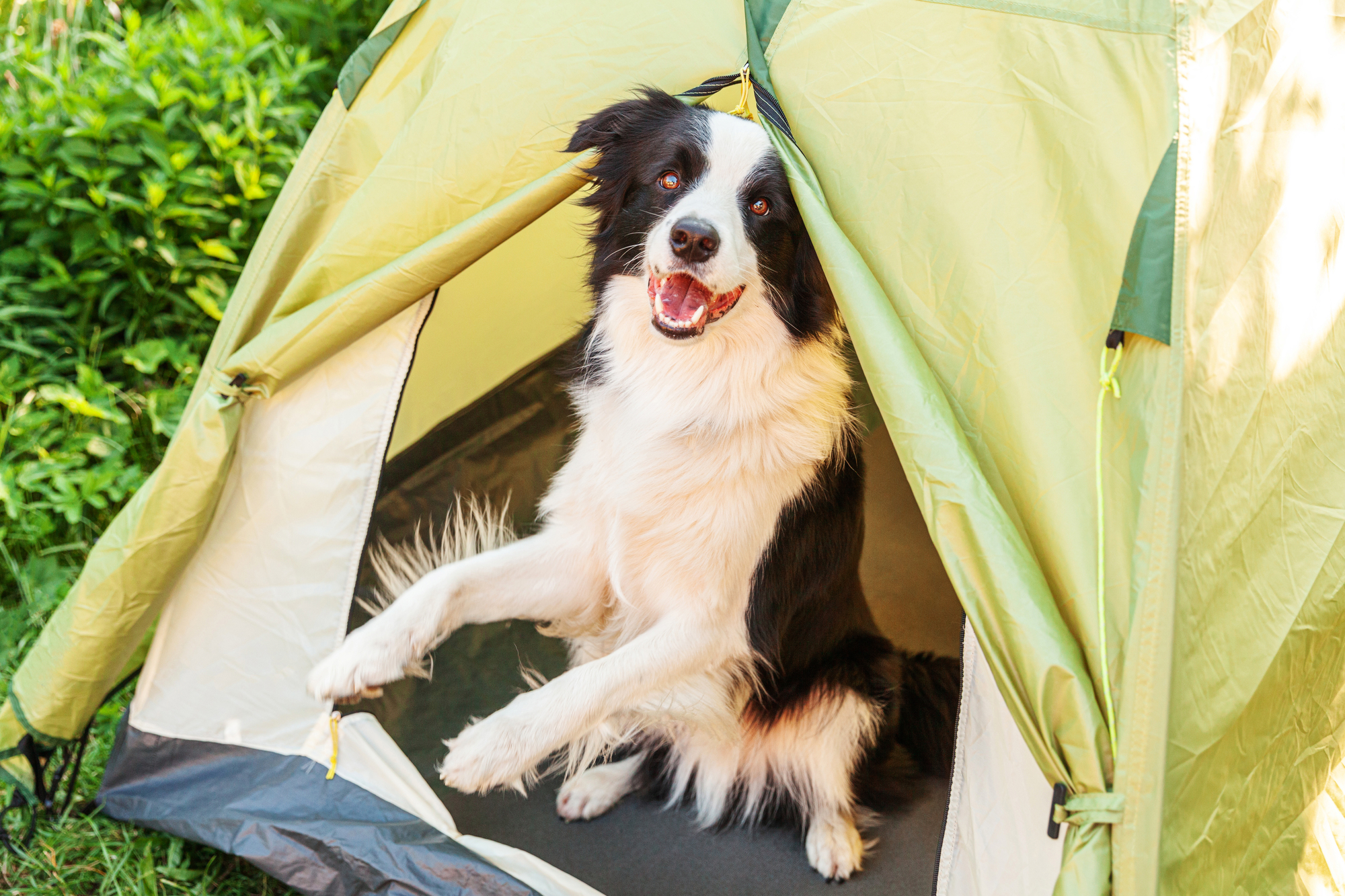 Ratgeber: Campingurlaub mit Hund - was man als Hundebesitzer unbedingt beachten sollte