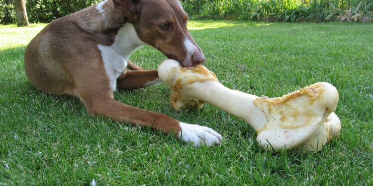 Den Vierbeiner richtig ernähren: Leichter gesagt als getan