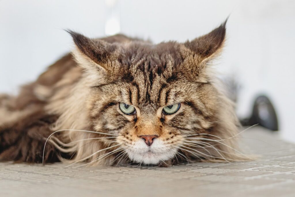 Warum beißt meine Katze? Mögliche Gründe für das Verhalten deiner Katze