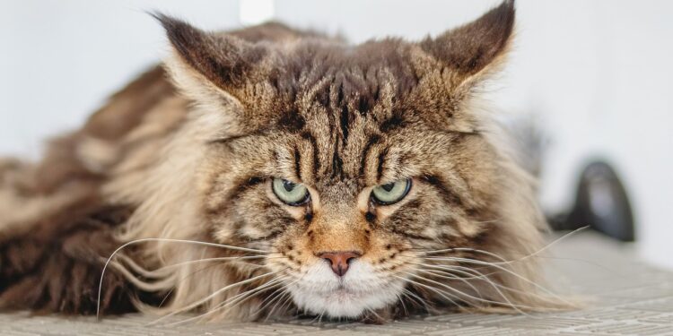 Warum beißt meine Katze? Mögliche Gründe für das Verhalten deiner Katze