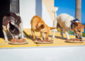 Ratgeber Hundefutter – Beste Ernährung für Hunde