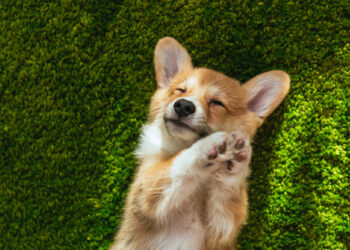 Was ist eine rammelnde Hündin?