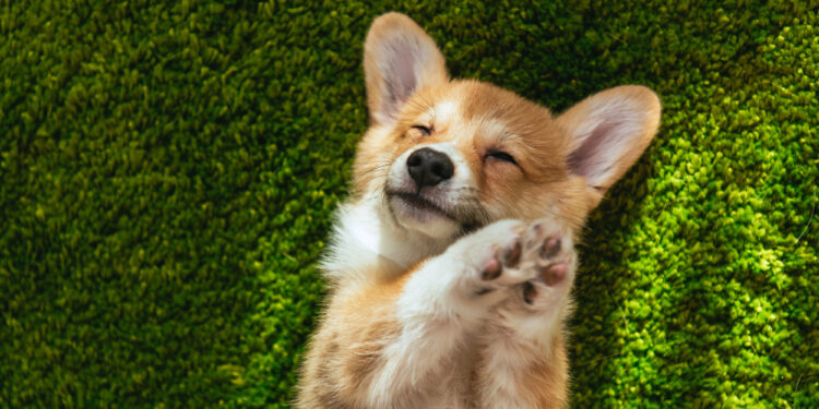 Was ist eine rammelnde Hündin?