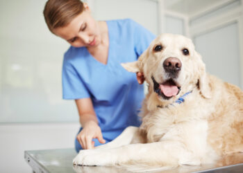 Tierkrankenversicherung – warum eine Tierkrankenversicherung sinnvoll für Halter ist