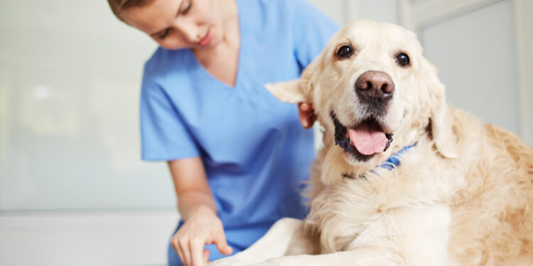 Tierkrankenversicherung – warum eine Tierkrankenversicherung sinnvoll für Halter ist