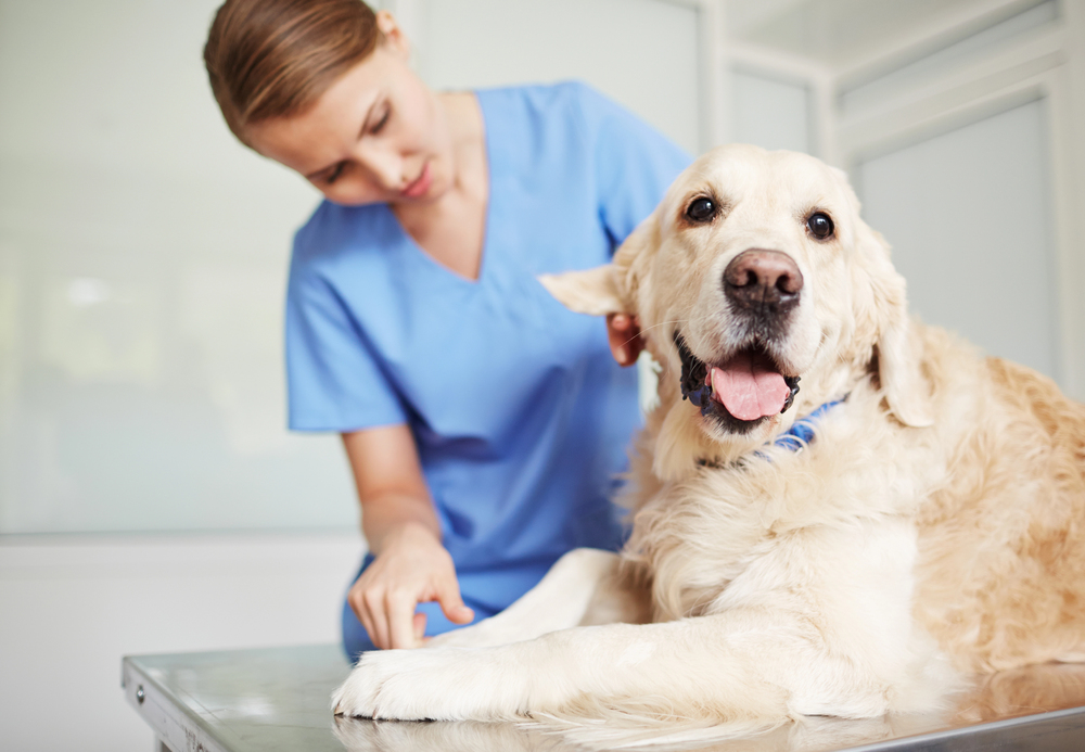 Tierkrankenversicherung – warum eine Tierkrankenversicherung sinnvoll für Halter ist