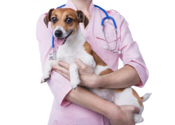 Ratgeber Tiergesundheit - Harnsteine bei Hund und Katze