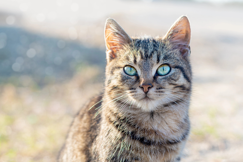 Ratgeber Tiergesundheit - Darmgesundheit bei Hund und Katze