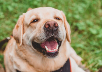 Ratgeber Tiergesundheit - Darmgesundheit bei Hund und Katze