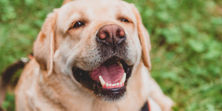 Ratgeber Tiergesundheit - Darmgesundheit bei Hund und Katze