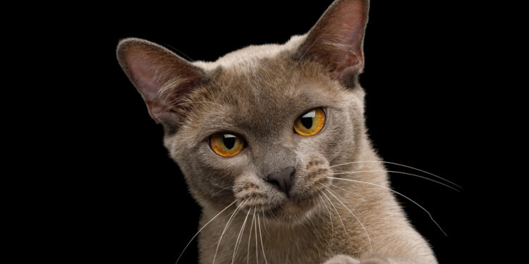 Katzenrassen - die Entstehung der Burmakatzenrasse