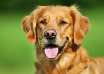 Verhaltenstherapie für Hunde: Expertenratgeber