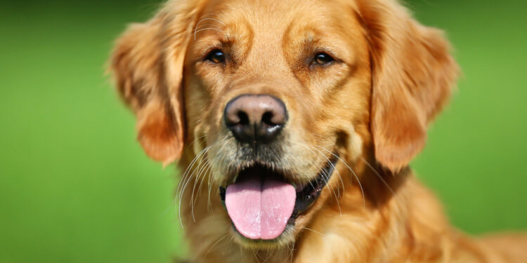 Verhaltenstherapie für Hunde: Expertenratgeber