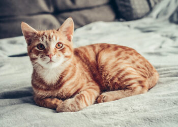 Katzen erziehen - kann man Katzen wirklich erziehen?