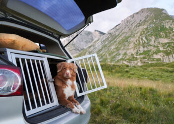 Langstreckenfahrten mit Haustieren: Pausen, Beschäftigung und Entspannung unterwegs