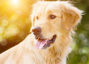 Die Bedeutung einer ausgewogenen Ernährung für Hunde