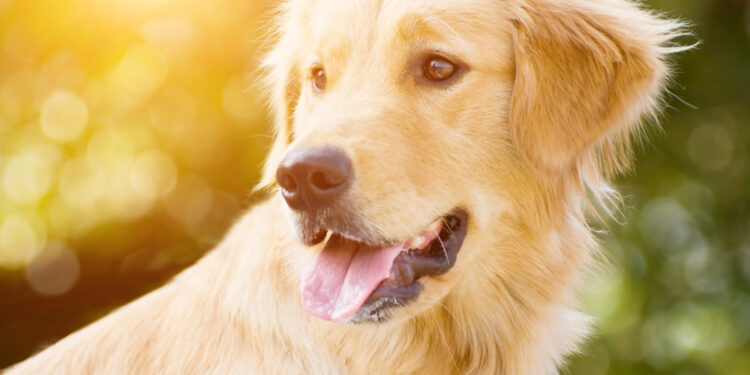 Die Bedeutung einer ausgewogenen Ernährung für Hunde